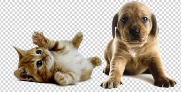 Stumps Party 18 In. To 9 Ft. Pet Select-a-size Photo