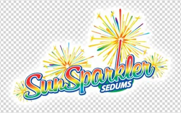 Sunsparkler® Sedums - Stonecrop
