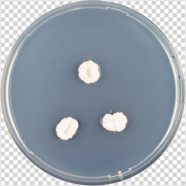 Aspergillus Ambiguus Cya - Jellyfish
