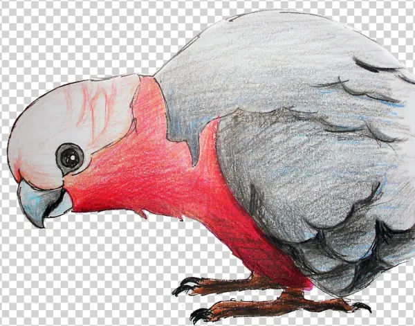 Birds And Botanicals