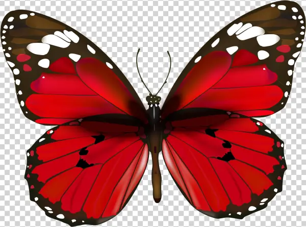 Butterfly Png Clipart
