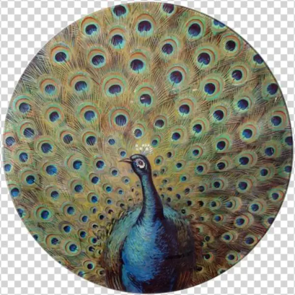 Fanned Peacock Fanned Peacock - Peafowl