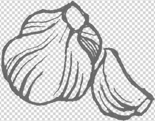 Floating-garlic - Sketch