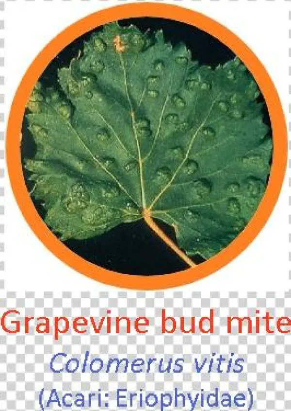 Grapevine