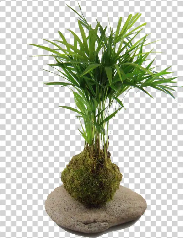 Kokedama Palmito Kok Arte Natural Mla F 145957614 4176 - Kokedama Png