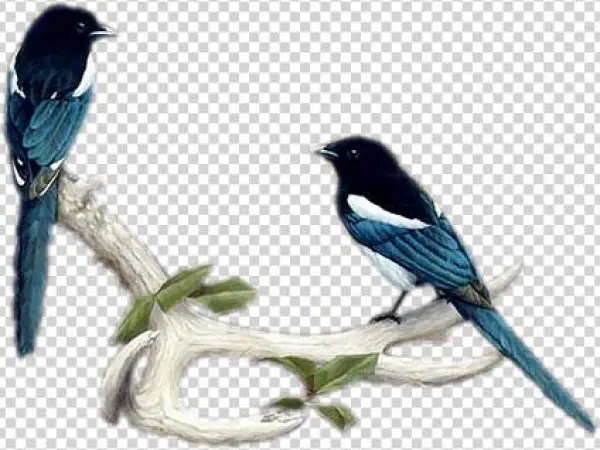 Magpies-antlers - Portable Network Graphics