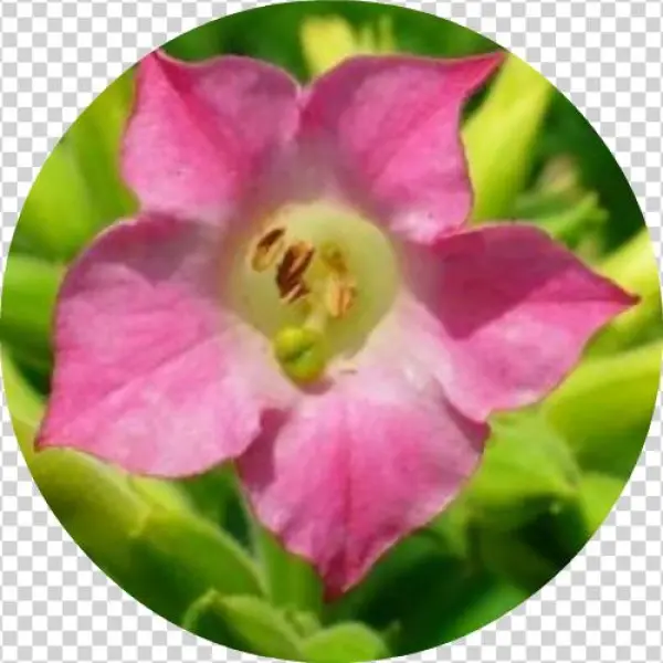 Nicotiana Tabacum
