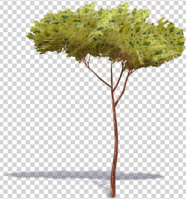 Pine