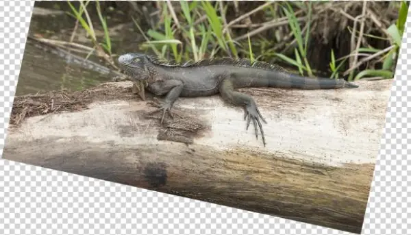 Previous / Next Image - Agama