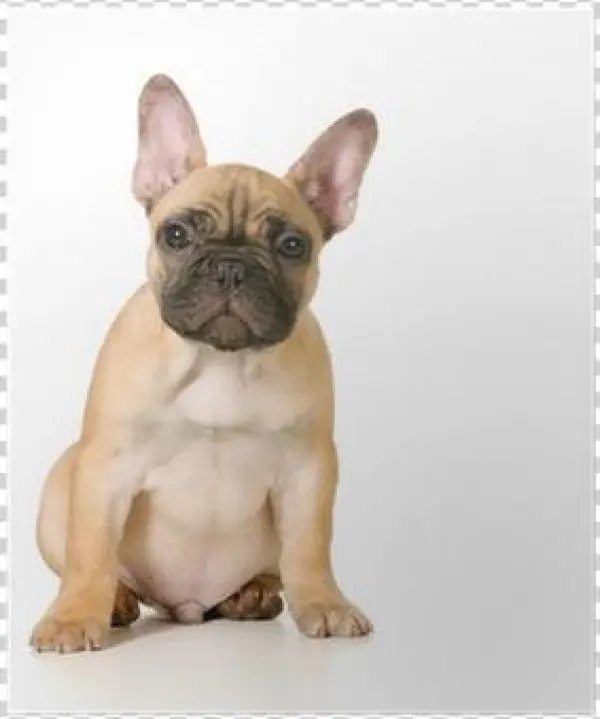Puppy