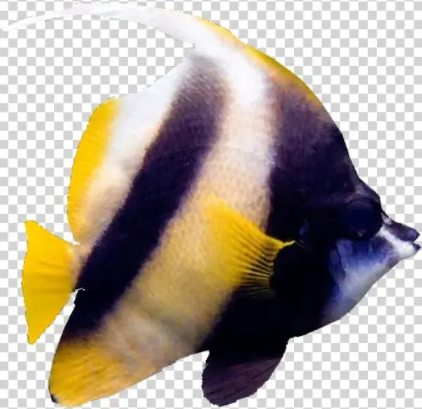 Red Sea Bannerfish - Wiki