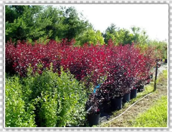 Shrubs Available - Minnesota