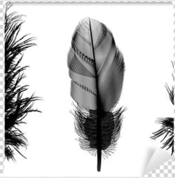 Three Black Feathers Illustration Wall Mural • Pixers® - Czarne Pióro