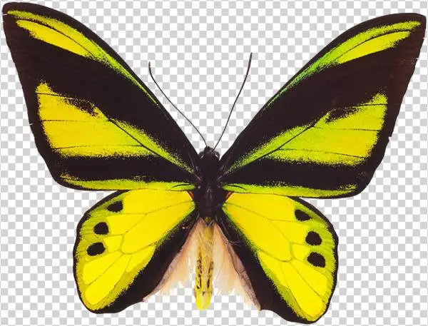 Yellow Butterfly - Ornithoptera Chimaera