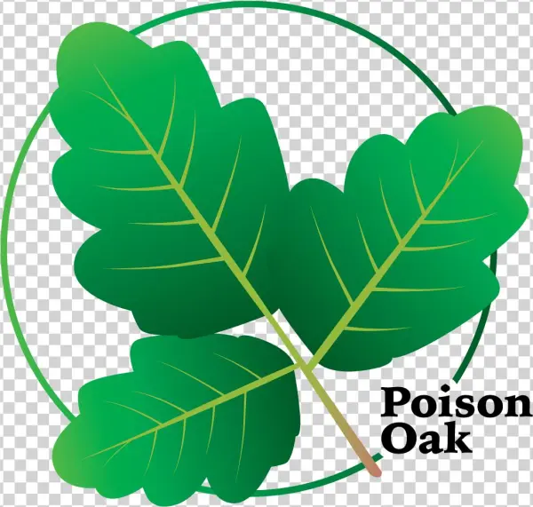 Aitex Logo Design Poison Oak 1 - Illustration