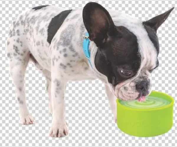 Bostonterrier