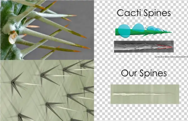 Cactivsdewpoint - Bio Design Challenge Dew Point