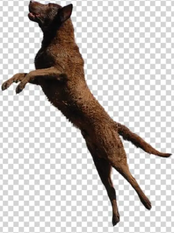 Dog Bg Photo Anbum - Puma
