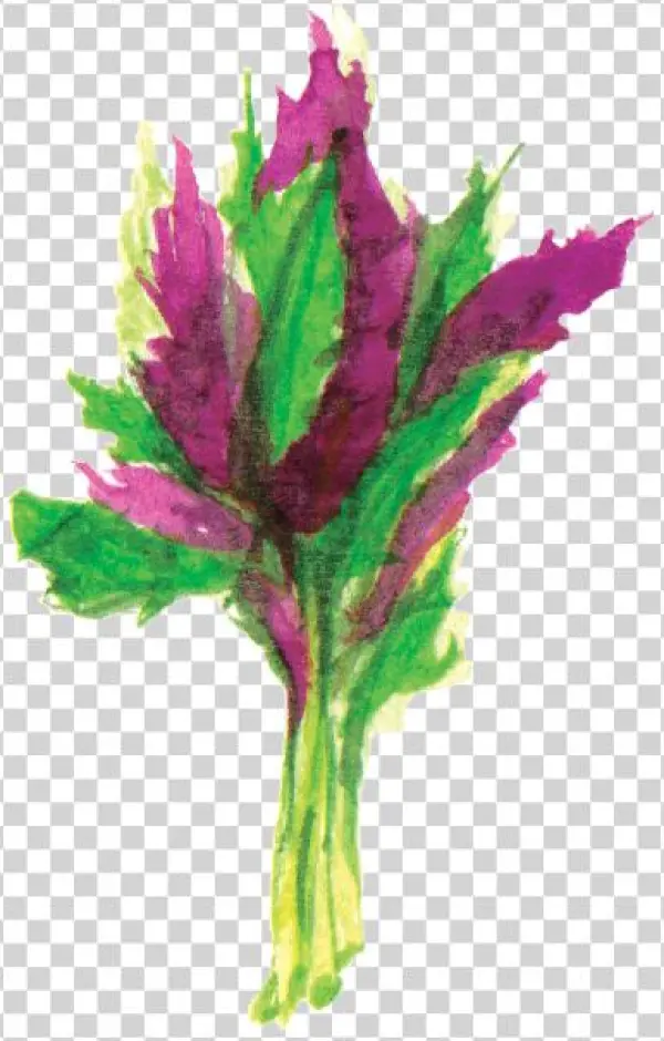 File - 觀音菜longevityspinach - Canterbury Bells