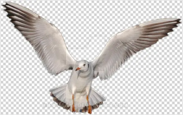 Gull Png Image - Design