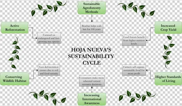 Hoja Nueva Cycle - Plant