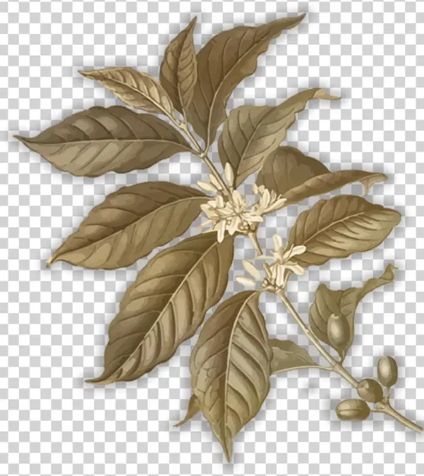 Its Quality Varies Based On Location And Elevation - Eclat Chocolate - Coffee & Cardamom Chocolate Parallel