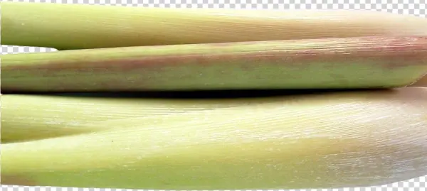 Lemongrass Png Image - Portable Network Graphics