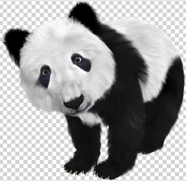 Panda Transparent Png