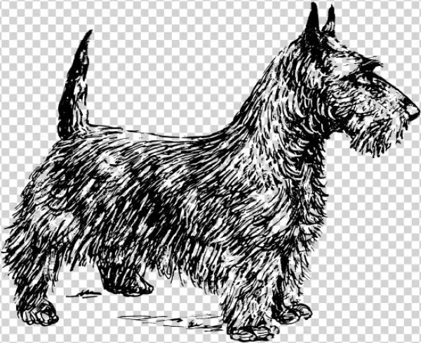 Scotch Terrier Bw Clipart Png