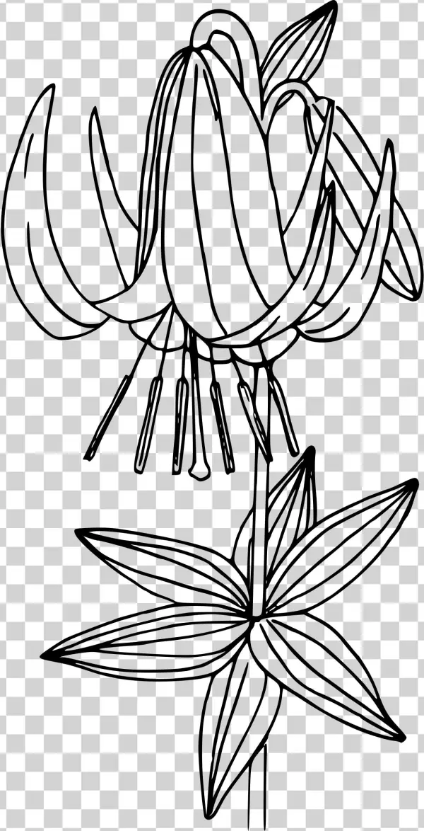 This Free Icons Png Design Of Western Lily