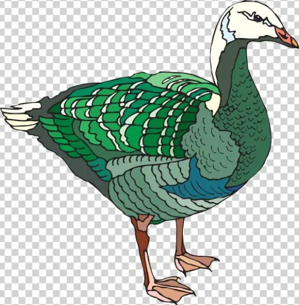 How To Set Use Green And White Goose Clipart