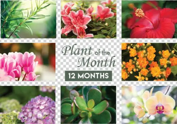 Plant Of The Month