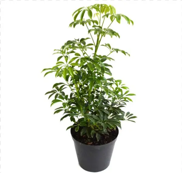 Schefflera Kalahari Bush - Floflora