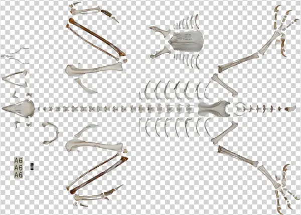 Skeleton