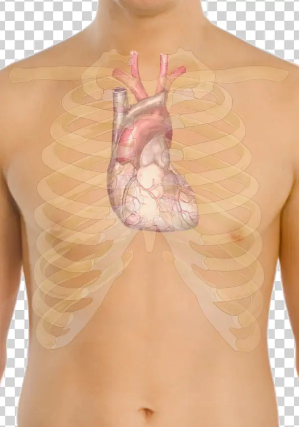 Surface Anatomy Of The Heart - Ecg For Beginners [book]