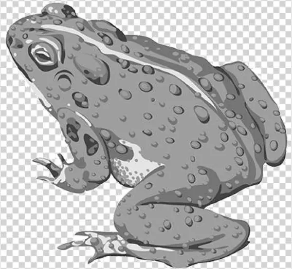 Toadskip Banner - Toad Vector