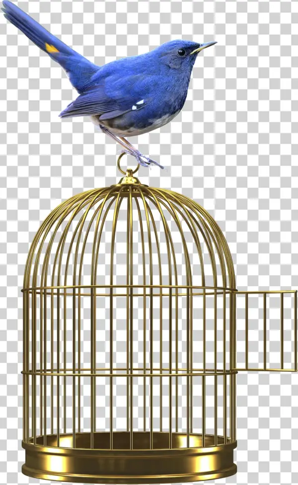 Web - Bird - Zygmunt Bauman | La Libertà | Bauman | Buch | Castelvecchi