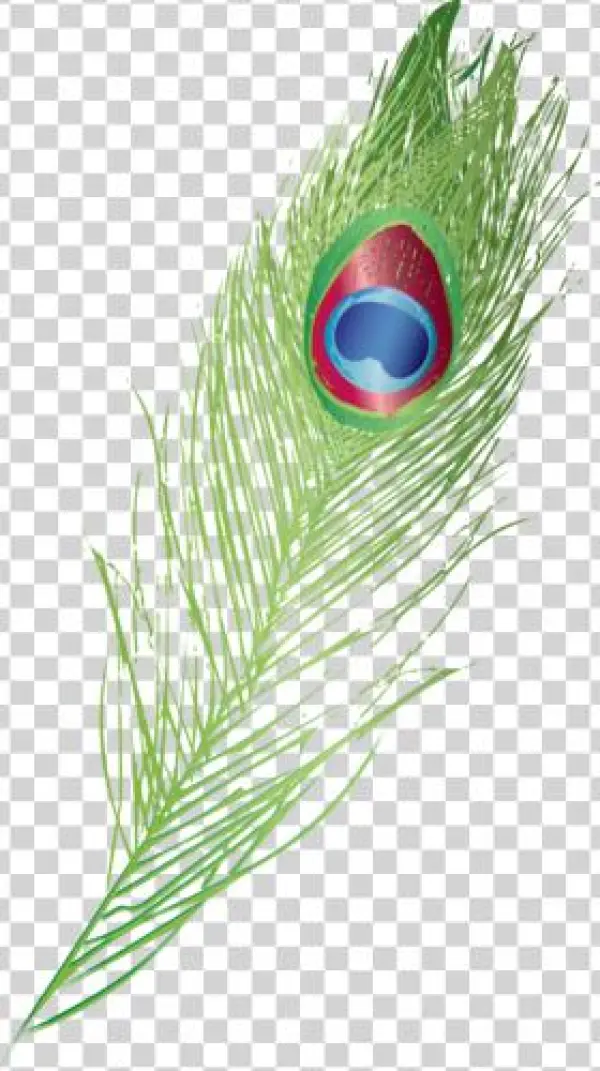 About The Company - Peafowl