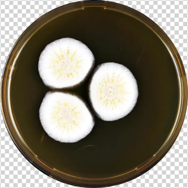 Aspergillus Floccosus Meaox - Flower