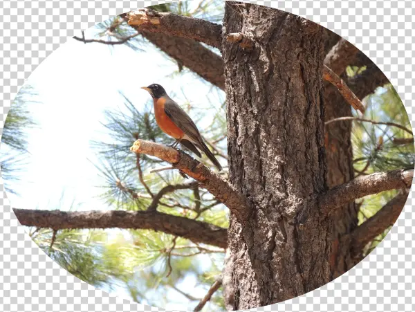 Extra Shots - Common Crossbill
