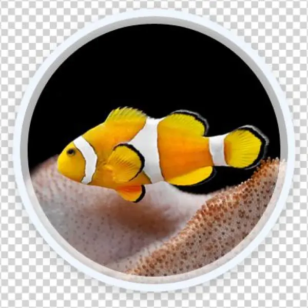 Fish Showcase 3 - Ashgabat