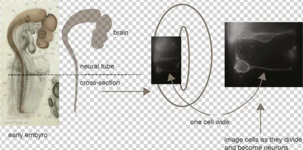 Neuro1 - Adult Neurogenesis