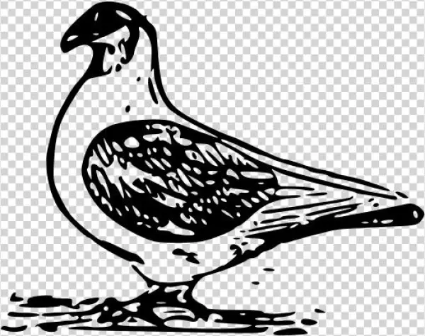 Pigeon 2 Png Clip Arts