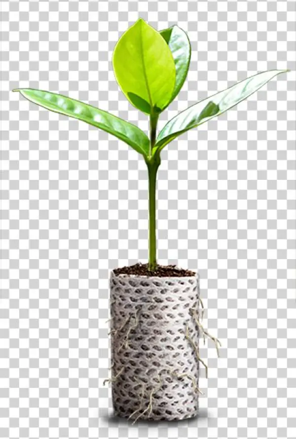 Ellepot Plante Frit - Ćuprija