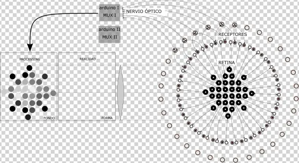 Esquema Ojo Barnamini - Vector Graphics