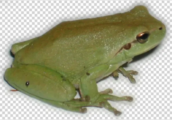 Hyla Dscn1814 - Rainette Png