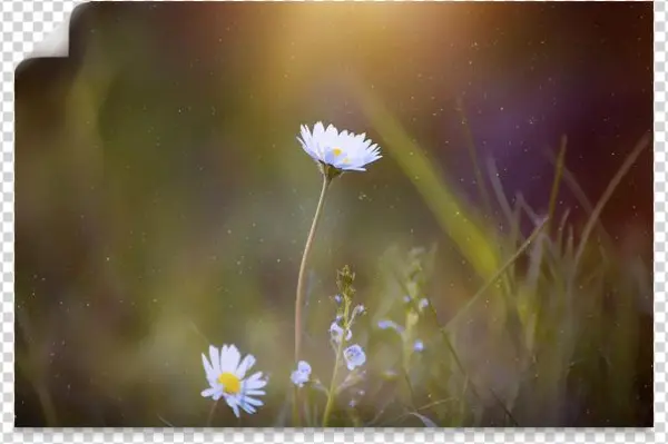 Mural-autoadherible - White Daisy Ipad Sleeve