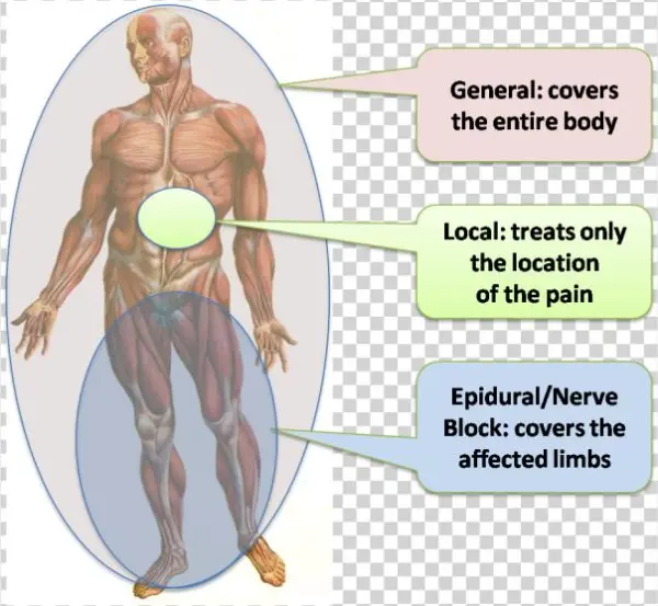 Nerve Blocks - Colour Atlas Of Human Anatomy. [book]