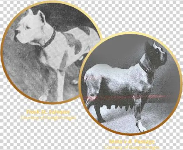 The Breed Known As The Boxer Originated In Germany - Boxer