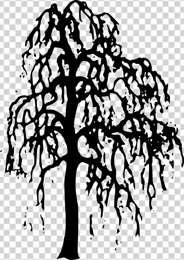 Willow Png